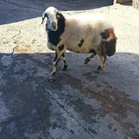 میش پلنگی پوست گاوی