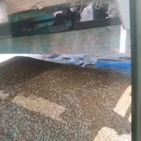 بذر یونجه