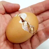 جوجه ۱ روزه.دستگاه جوجه کشی دارم