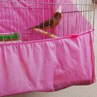 قناری نر دهن هم سهره لر داره کمی هم قناری|پرنده|محمدشهر, جعفرآباد|دیوار