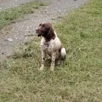 سگ شکاری سیتر