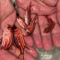 ماهی آبشور|ماهی|لیردف, |دیوار