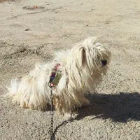 پاپی نر به اسم تدی