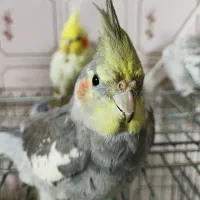 عروس هلندی گمشده کوی پاسداران گلشن سوم|حیوانات|خرمآباد, |دیوار