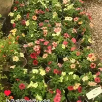 خدمات باغبانی و گیاه پزشکی