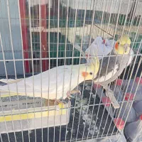 عروس هلندی مولد|پرنده|نورآباد, |دیوار