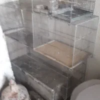 قفس سهره، قناری ، پژاوند ، جوجه پران|لوازم جانبی حیوانات|رباط‌کریم, رباط‌کریم|دیوار