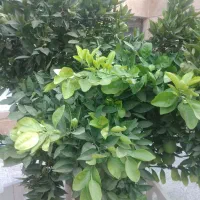 فروش ویلایی 200متری 3 خواب|فروش خانه و ویلا|شیراز, درکی|دیوار