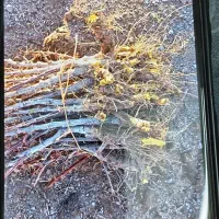 نهال زرشک ونهال عناب از کشارز|خدمات باغبانی و درختکاری|بیرجند, |دیوار