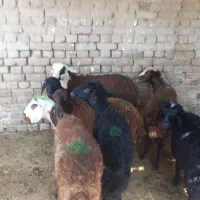 بره ماده افشاری نژاد داردرحدشیشک