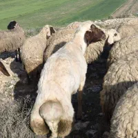 قوچ سنجابی