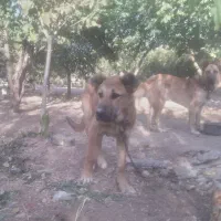 توله سگ سراب|سگ|شازند, |دیوار