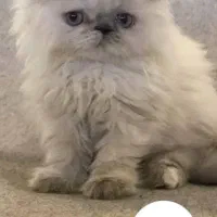پرشین سوپر فلت شولاین
