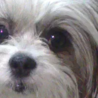 فروش سگ شیتزو