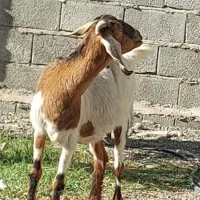 چپش گلابی و بز آبستن نزدیک|حیوانات مزرعه|جیرفت, |دیوار