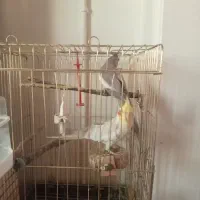 عروس هلندی سخنگو