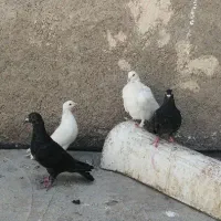 کبوتر