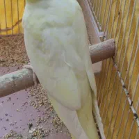 عروس هلندی نر چشم قرمز|پرنده|کارون, |دیوار