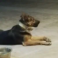 نژاد رکس