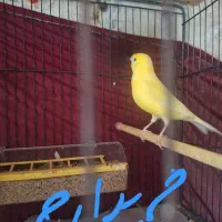 قناری طلایی