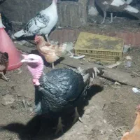 بوقلمون نر ماده