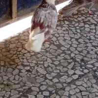 کبوتر نر پشت دار