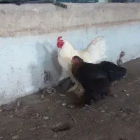 مرغ خروس برهمای اصل|حیوانات مزرعه|ارشق, |دیوار