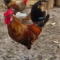 ۷ عدد خروس جوان و سرحال