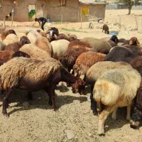 فروش میش ،بز آبستن