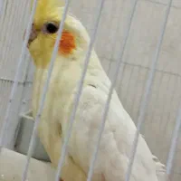 عروس هلندی مولد|پرنده|شیراز, سعدیه جنوبی|دیوار