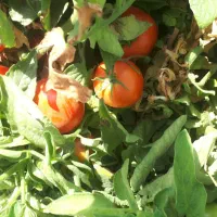 گوجه فرنگی ارسال ب کل نقاط