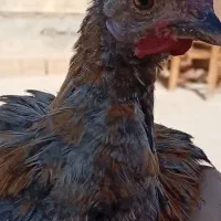 سه تا نیمچه خروس بومی گلین|حیوانات مزرعه|برخوار, |دیوار