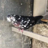 کبوتر دوتا عتیقه نسل قدیم|پرنده|نسیمشهر, |دیوار