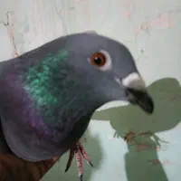 موبایل موبایل کبوتر|موبایل|مسجد سلیمان, |دیوار