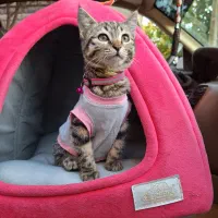 گربه ماده 3ماهه