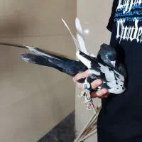 سینه سیاه