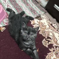 واگذاری بچه گربه پرشین اسکاتیش