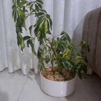 گل بنسای شفلرای