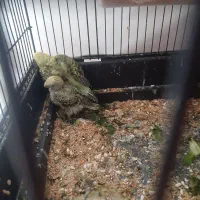 پرنده جوجه مرغ عشق