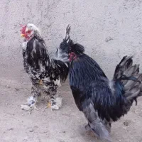 خروس سلطان پا پر