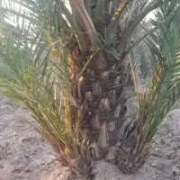 یزد|موبایل|یزد, |دیوار