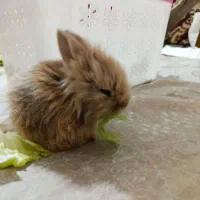 فروشی خرگوش لوپی