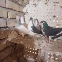 ۹عدد کفتر خوب