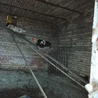 خروس محلی|حیوانات مزرعه|بندر گز, |دیوار