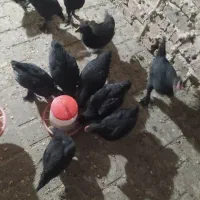 جوجه مرغ مرندی|حیوانات مزرعه|بیرجند, |دیوار