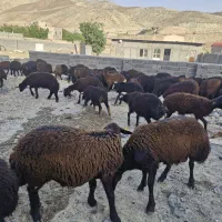 فروش بره افشاری پای پروار ۳۰کیلویی