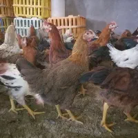جوجه رنگی اردک محلی خروس  جوجه زینتی.مرغ|حیوانات مزرعه|شیراز, اصلاح‌نژاد|دیوار