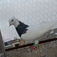 صید فروشی قلدرو خوش تیپ وبدون عیب