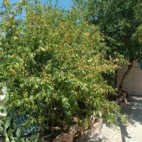 فروش خانه ویلایی|فروش خانه و ویلا|چترود, |دیوار