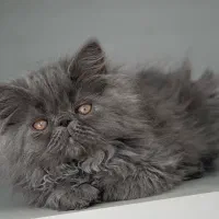 گربه پرشین بلو سوپرفلت پسر ۲/۵ ماهه